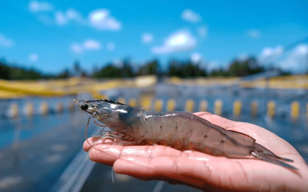 prawn