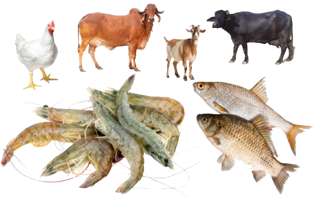 WAMIKA_IMAGE_1-removebg-preview