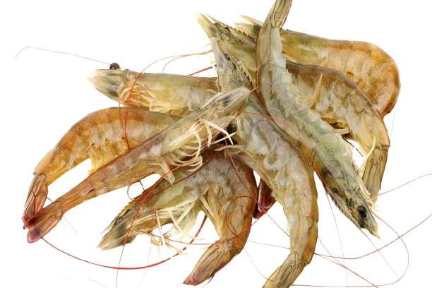 prawn-removebg-preview